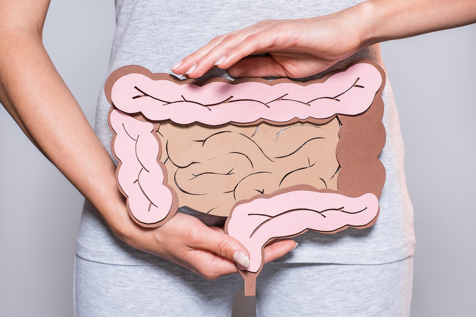 woman holding a model of the digestive system