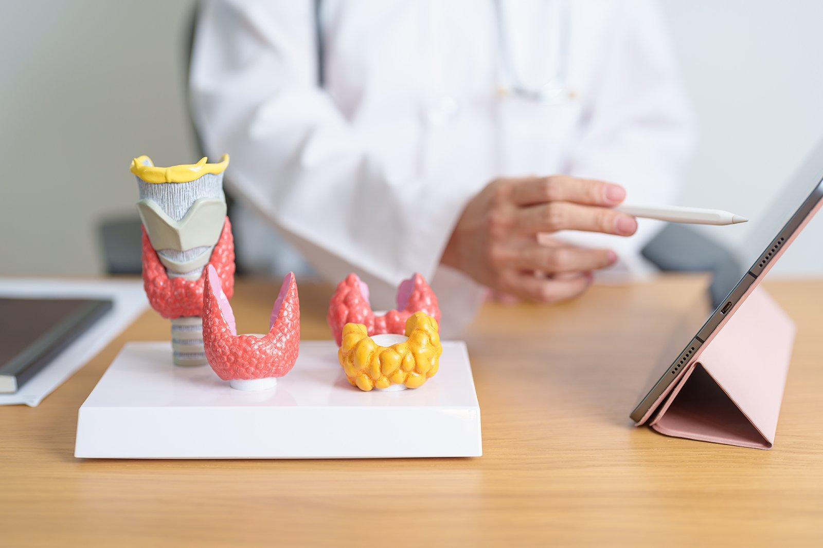 thyroid model