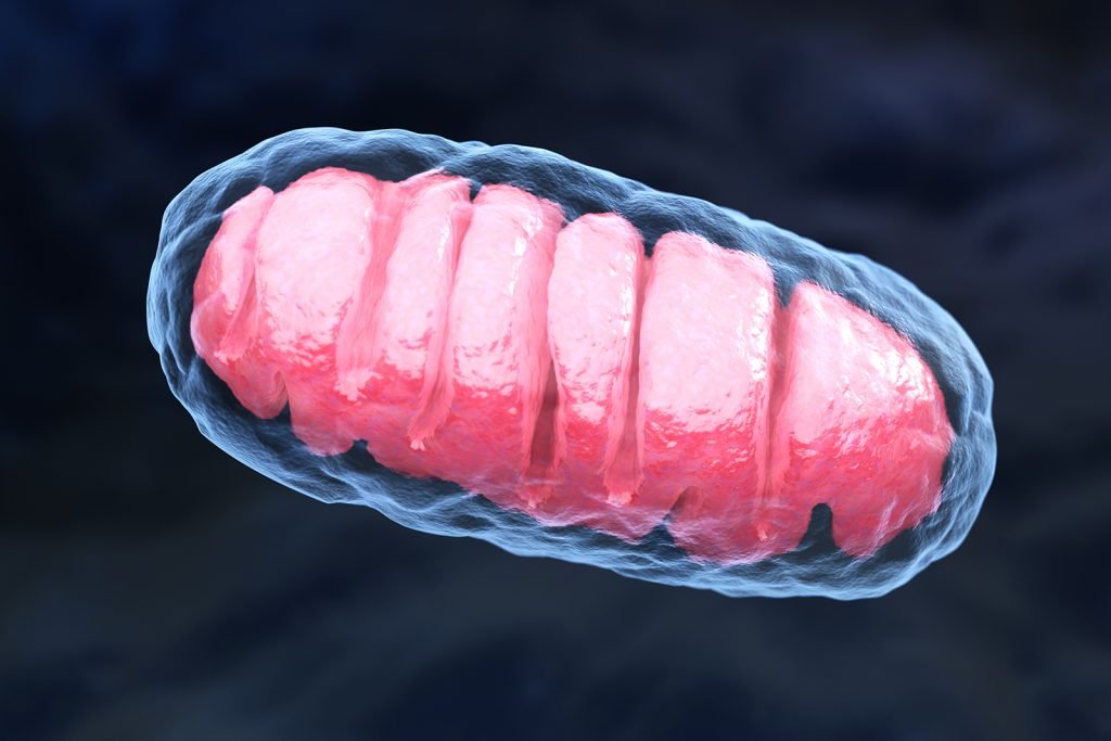 SS-31: Mitochondrial Repair for Energy, Aging, & Inflammation