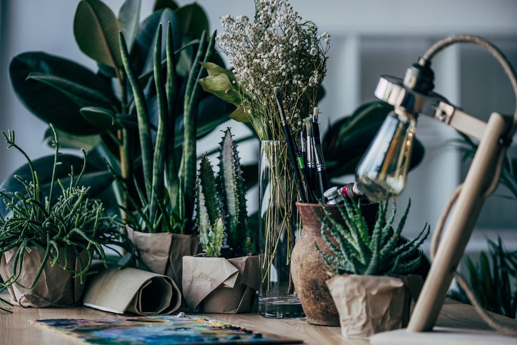 Can Plants Activate Stem Cells?