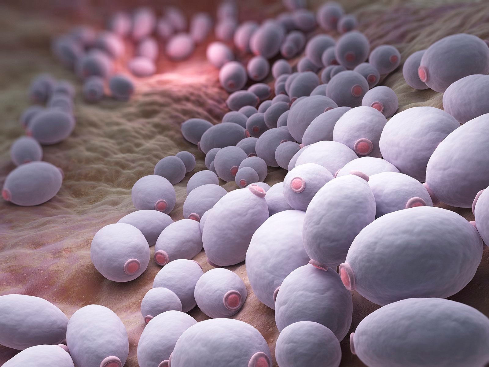 Yeast and Candida Overgrowth: The Hidden Saboteur of Your Gut, Hormones, and Energy