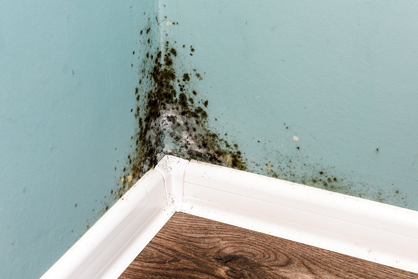 Mold Toxicity: The Hidden Root of Chronic Symptoms You Can’t Explain